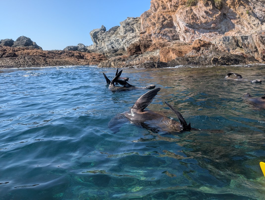 Photo of some Australian Fur Seals holding their back flipper with their front flipper.